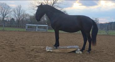 Massive EQWIPP Ganzkörperwippe 150 aus Holz mit einer Traglast bis 1500 kg für schwere Pferde