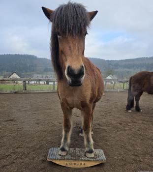 EQWIPP Zweibeinwippe
