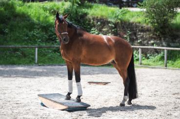 EQWIPP 125 Ganzkörperwippe