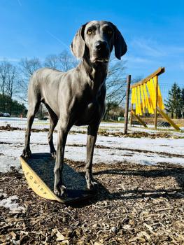 Preview: EQWIPP Hundewippe