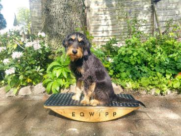 EQWIPP Hundewippe
