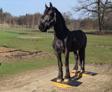 EQWIPP Zweibeinwippe
