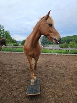 Preview: EQWIPP Zweibeinwippe
