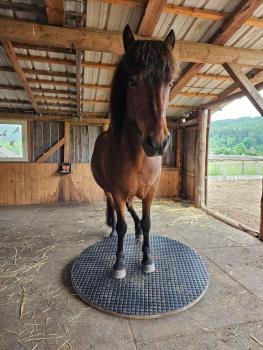 Preview: EQWIPP 3D Rund