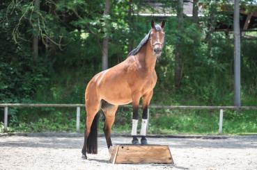 Großpferd steht stabil beim Zirzensik- und Core-Training auf dem EQWIPP Pferdepodest