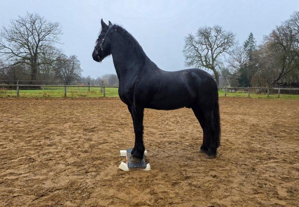 EQWIPP Zweibeinwippe