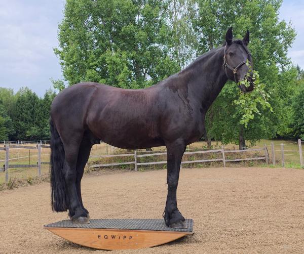 EQWIPP 150