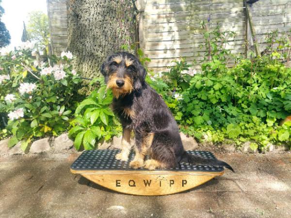 EQWIPP Hundewippe